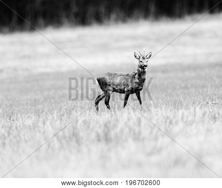 Old Black And White Photo Of Roebuck Walking In Meadow. Alert Looking Around.