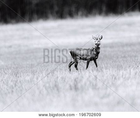 Old Black And White Photo Of Roebuck Walking In Meadow. Alert Looking Around.