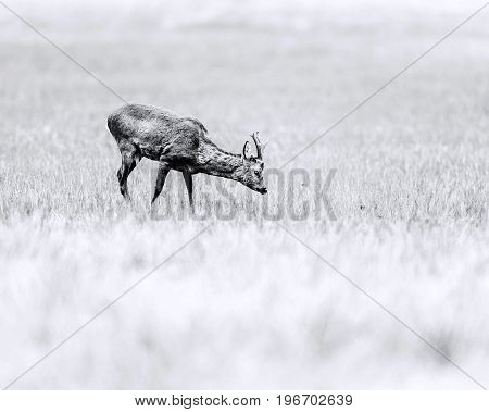 Old Black And White Photo Of Roebuck Grazing In Field. Head Down Towards Grass.