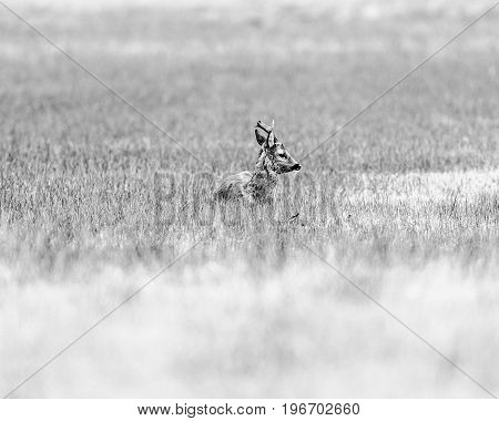Old Black And White Photo Of Ruminating Roebuck Lying Down In A Field.
