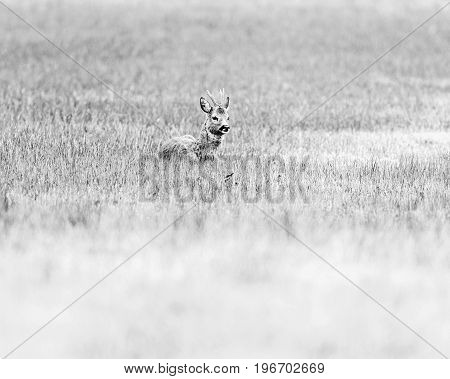 Old Black And White Photo Of Ruminating Roebuck Lying Down In A Field.