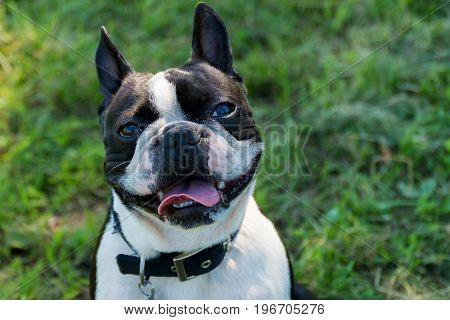 Dog French bulldog portrait outside On a sunny day