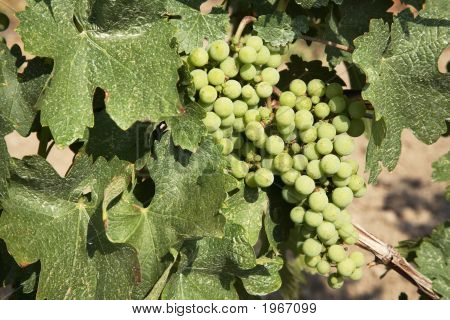Chardonnay rypäleet