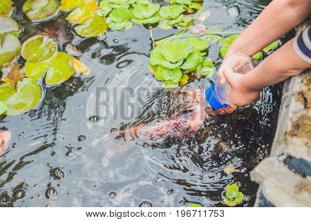 Feeding Fishes From Baby Bottles. Koi Carps