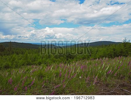 Foxgloves Meadow With The Spruce Forest And Hills