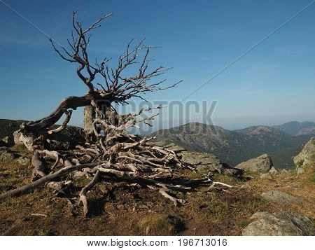 Scrub Pine Dried Tree Blue Sky On A Background Landscape Mountains