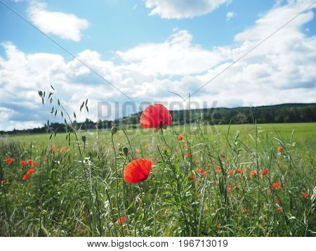 Red Poppy Field Meadow In A Sunny Day With A Blue Sky