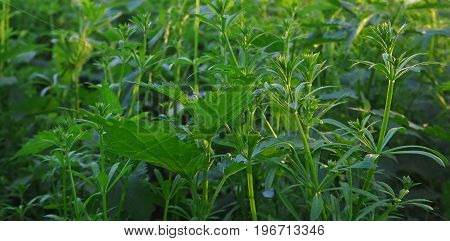 Green Plants And Leaves Background With Nettles And Cleavers