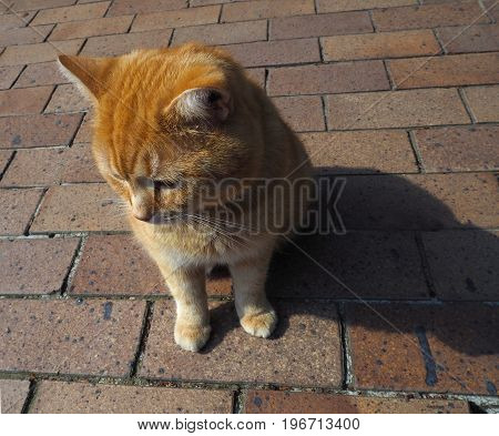 close up ginger rehead cat on the brick paving floor