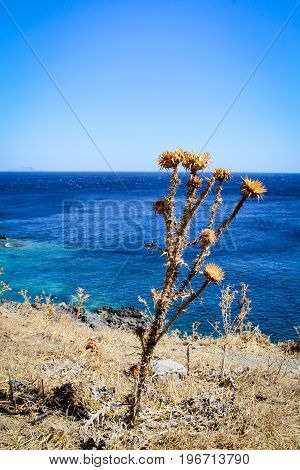 A Diestel in the summer by the sea
