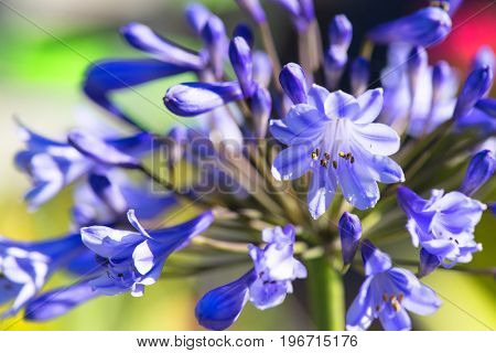 Detail of blue Agapanthus