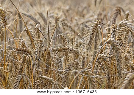 Ears of ripe yellow rye. On the ears of morning dew drops. Ears full of mature, good grain. You can see them in close proximity.