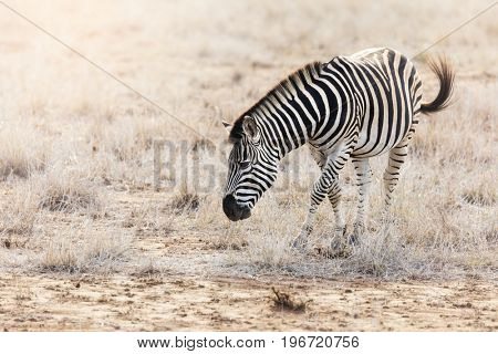 Burchell or Plains Zebra in Kruger National Park, gazing in scrubland in late afternoon sunshine. 