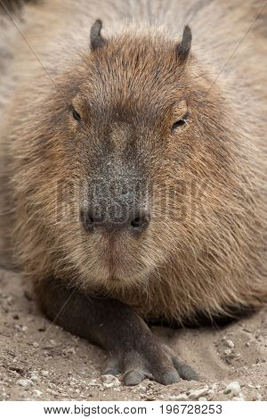 Capybara (Hydrochoerus hydrochaeris). Wildlife animal. 