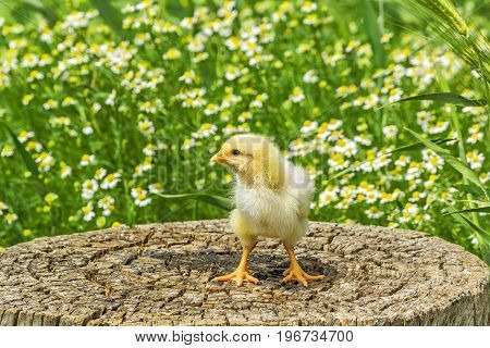 Chicken on a stump on a background of green meadow with camomiles in a sunny summer day