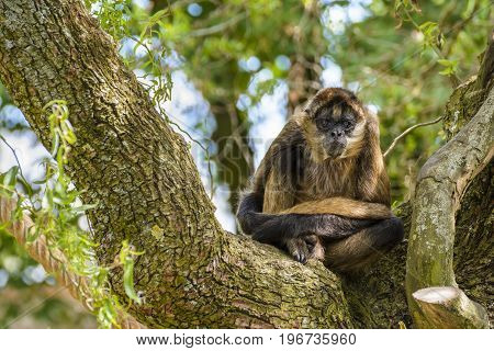 Geoffroy's spider monkey sitting in a tree at zoo in Zoologischer Stadtgarten Karlsruhe Germany.
