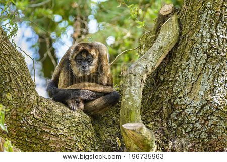 Geoffroy's spider monkey sitting in a tree at zoo in Zoologischer Stadtgarten Karlsruhe Germany.