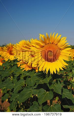 Blooming sunflower Brunn South Moravia Czech republic