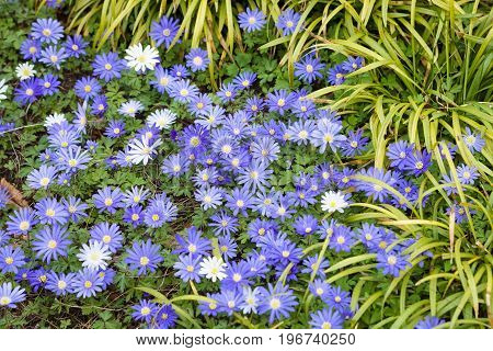 The first spring flowering in the garden. Flowering Anemone blanda. Background.