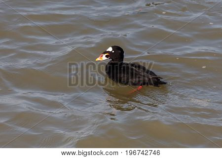 Surf Scoter (Melanitta perspicilatta) in Richmond BC Canada.