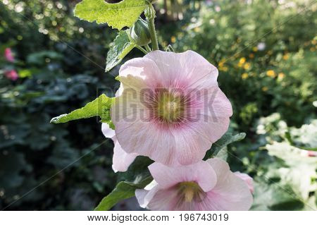 Close up pink flower shallow depth of field.
