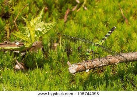 A close up of an Eastern Pondhawk