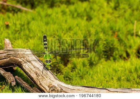 A close up of an Eastern Pondhawk