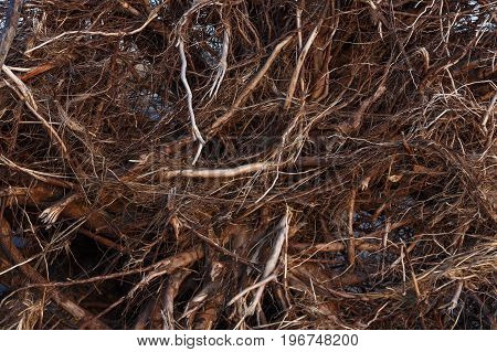 dark brown tangled tree roots for background