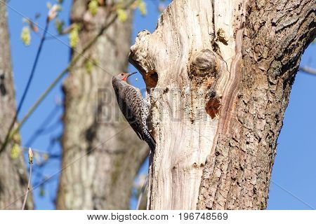 Northern Flicker a woodpecker at a cavity nest hole in the tree trunk.