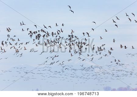 Swarm of Brant at Delta BC Canada