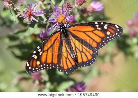 Monarch Butterfly (danaus plexippus) on fall flowers