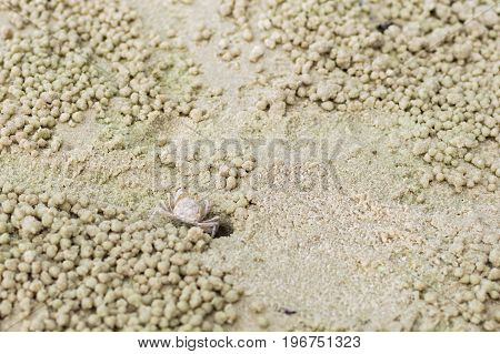 Small Ghost Crab Making Sand Ball