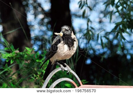 The hooded crow (Corvus cornix) is a Eurasian bird species in the Corvus genus.