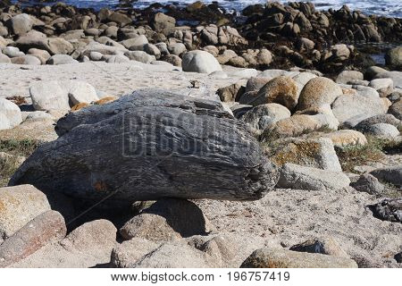 This is an image of driftwood on the beach at Asilomar Preserve taken in full sun.