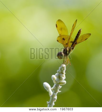 Libellula su una pianta.