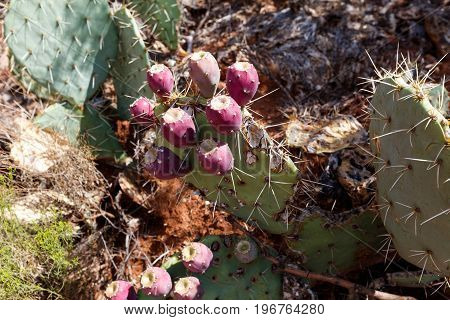 green prickly pears with fruits USA Arizona
