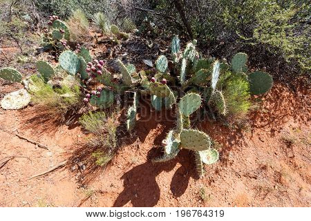 green prickly pears with fruits USA Arizona
