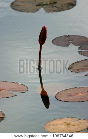 Lotus ponds near the ancient ruins of  Phra Nakhon Si Ayutthaya- The Ancient capital of Siam