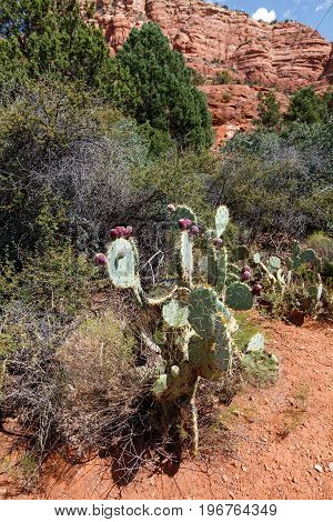 prickly pears with red  fruits USA Arizona