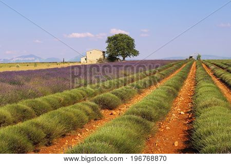 Southern France landscapes of Provence: Harvest lavender fields