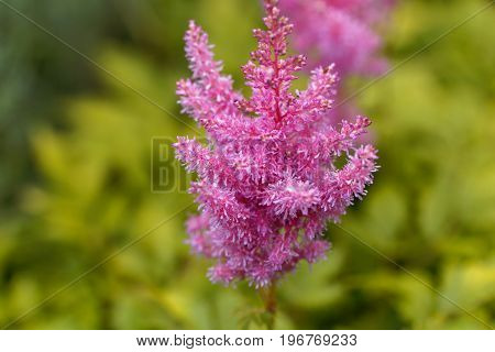 Flower of the garden plant false spirea astilbe x ardensii.