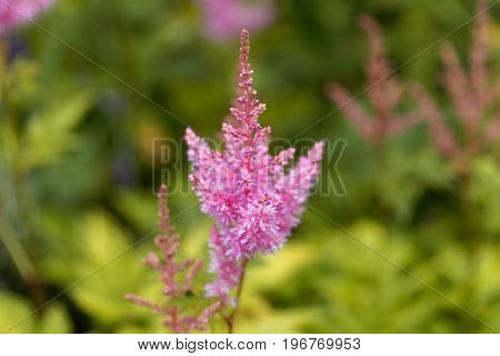 Flower of the garden plant false spirea astilbe x ardensii.