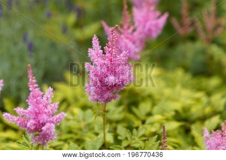 Flower of the garden plant false spirea astilbe x ardensii.