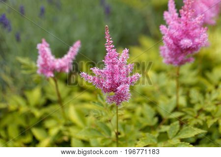 Flower of the garden plant false spirea astilbe x ardensii.