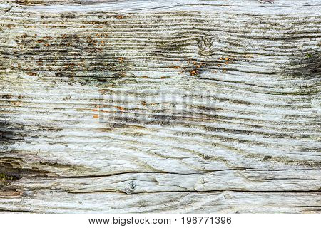 Texture Old Wood Ashen From Time To Time And Overgrown With Moss Orange