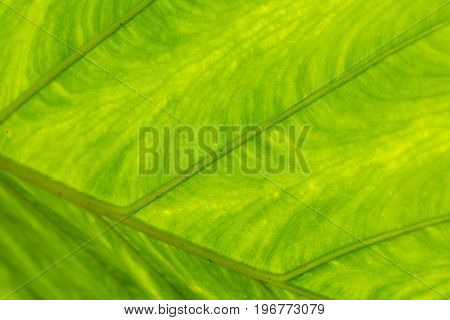 Horizontal photo of a closeup of a bright green leaf that can be used as a background