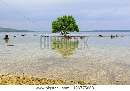 A single tree reflected in the shallow water clings to a coral rock reef - Espiritu Santo, Vanuatu