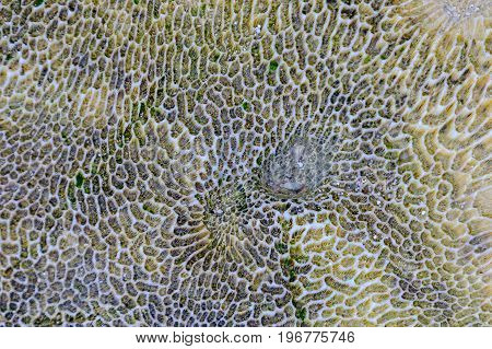 Natural pattern on a rock - Espiritu Santo, Vanuatu
