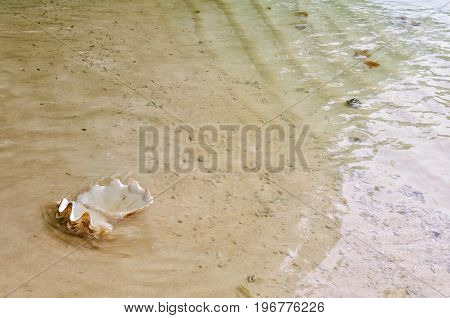 An empty open sea shell washed ashore - Espiritu Santo Vanuatu