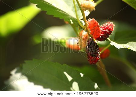 Fresh mulberry black ripe and red unripe mulberries on the branch.